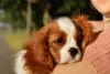 Zdjęcie №2 do zapowiedźy № 50678 na sprzedaż  cavalier king charles spaniel - wkupić się Federacja Rosyjska hodowca