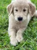 Zdjęcie №1. golden retriever - na sprzedaż w Texas City | Bezpłatny | Zapowiedź №46546