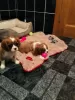 Zdjęcie №1. cavalier king charles spaniel - na sprzedaż w Zvornik | 2511zł | Zapowiedź №85912