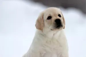 Dodatkowe zdjęcia: Brown and Fawn Male Labrador Retriever