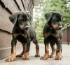 Zdjęcie №1. doberman - na sprzedaż w Helsinki | negocjowane | Zapowiedź №108684