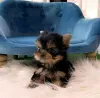 Zdjęcie №1. yorkshire terrier - na sprzedaż w Springfield | 1188zł | Zapowiedź №117689