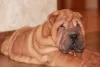 Dodatkowe zdjęcia: Szczenięta Shar Pei