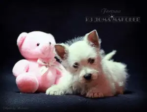 Zdjęcie №3. West Highland White Terrier ze wspaniałej pary!. Mołdawia