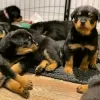 Zdjęcie №1. rottweiler - na sprzedaż w Borlänge | 1486zł | Zapowiedź №13386