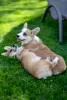 Dodatkowe zdjęcia: Sprzedam bardzo piękne szczenię welsh corgi pembroke