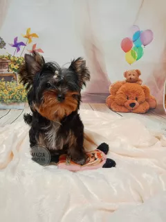 Zdjęcie №2 do zapowiedźy № 5312 na sprzedaż  yorkshire terrier - wkupić się Ukraina hodowca