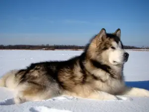 Zdjęcie №2 do zapowiedźy № 431 na sprzedaż  alaskan malamute - wkupić się Federacja Rosyjska prywatne ogłoszenie