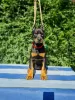 Dodatkowe zdjęcia: Doberman