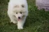 Dodatkowe zdjęcia: Samoyed suczki