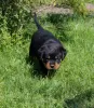 Zdjęcie №1. rottweiler - na sprzedaż w Калинковичи | 4186zł | Zapowiedź №51860