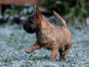 Dodatkowe zdjęcia: Dziewczyny Cairn Terrier