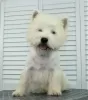 Dodatkowe zdjęcia: Szczeniak West Highland White Terrier od Championa Międzynarodowego