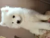 Dodatkowe zdjęcia: Samoyed szczenięta