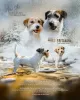 Zdjęcie №2 do zapowiedźy № 9748 na sprzedaż  jack russell terrier - wkupić się Federacja Rosyjska hodowca