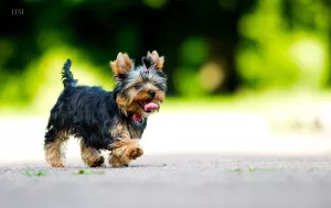 Zdjęcie №4. Sprzedam yorkshire terrier w Zhytomyr. hodowca - cena - 2380zł