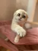 Zdjęcie №1. scottish fold - na sprzedaż w Niżny Nowogród | 2063zł | Zapowiedź № 18315