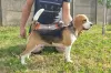 Dodatkowe zdjęcia: Beagle suka na sprzedaż