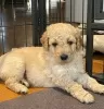 Dodatkowe zdjęcia: AJ Urocze szczenięta Mini Goldendoodle