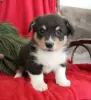 Zdjęcie №2 do zapowiedźy № 63528 na sprzedaż  welsh corgi - wkupić się USA 