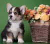 Zdjęcie №1. welsh corgi - na sprzedaż w Москва | 6188zł | Zapowiedź №11546