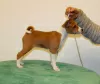 Dodatkowe zdjęcia: Puppy Basenji FCI