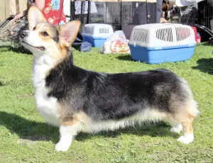 Zdjęcie №2 do zapowiedźy № 6152 na sprzedaż  welsh corgi - wkupić się Federacja Rosyjska od żłobka