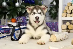 Dodatkowe zdjęcia: Alaskan Malamute. Szczenięta