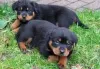 Zdjęcie №1. rottweiler - na sprzedaż w Giessen | Bezpłatny | Zapowiedź №129621