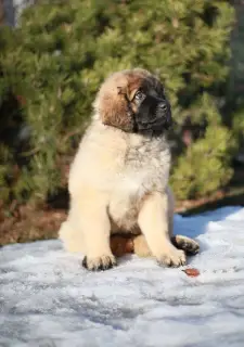 Zdjęcie №2 do zapowiedźy № 1329 na sprzedaż  leonberger - wkupić się Białoruś od żłobka