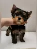 Zdjęcie №1. yorkshire terrier - na sprzedaż w Ufa | 2534zł | Zapowiedź №10181