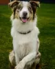 Zdjęcie №1. border collie - na sprzedaż w Kijów | 1465zł | Zapowiedź №81306