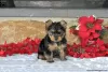 Zdjęcie №1. yorkshire terrier - na sprzedaż w Hannover | 2260zł | Zapowiedź №63838