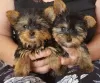 Zdjęcie №1. yorkshire terrier - na sprzedaż w Slovenská Ľupča | 3831zł | Zapowiedź №11141