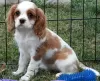 Zdjęcie №1. cavalier king charles spaniel - na sprzedaż w Lisbon | negocjowane | Zapowiedź №126867