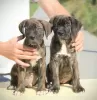 Dodatkowe zdjęcia: Cane Corso szczenięta na sprzedaż