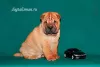 Zdjęcie №1. shar pei - na sprzedaż w Twer | 2233zł | Zapowiedź №8220