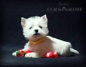 Zdjęcie №1. west highland white terrier - na sprzedaż w Tyraspol | 2132zł | Zapowiedź №1632