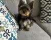 Zdjęcie №1. yorkshire terrier - na sprzedaż w Érd | negocjowane | Zapowiedź №110193