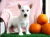 Zdjęcie №2 do zapowiedźy № 44771 na sprzedaż  west highland white terrier - wkupić się Niemcy 