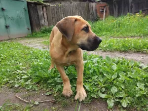 Dodatkowe zdjęcia: Boerboel z Afryki Południowej