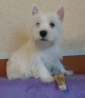 Zdjęcie №1. west highland white terrier - na sprzedaż w Москва | 2477zł | Zapowiedź №6129