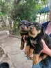 Zdjęcie №1. rottweiler - na sprzedaż w Jork | Bezpłatny | Zapowiedź №128427