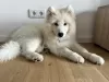 Zdjęcie №3. Samoyed szuka domu. Niemcy