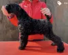 Dodatkowe zdjęcia: Kerry blue terrier szczenięta