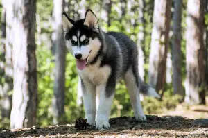 Zdjęcie №3. Wysoko urodzone szczenięta rasy Siberian Husky. Ukraina