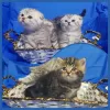 Zdjęcie №1. scottish fold - na sprzedaż w Mińsk | negocjowane | Zapowiedź № 41390