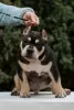 Zdjęcie №2 do zapowiedźy № 87116 na sprzedaż  american bully - wkupić się Federacja Rosyjska hodowca