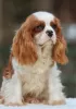 Dodatkowe zdjęcia: Szczeniak Cavalier King Charles Spaniel