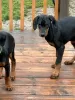 Zdjęcie №3. Dobermann-Welpen zu verkaufen.. Niemcy